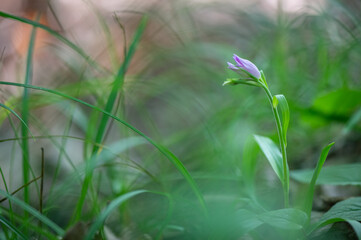 Beautiful purple orchid red helleborine (Cephalanthera rubra) blooming in the middle of a forest with a green background in Moravia, Czech Republic