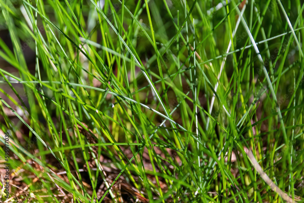 Wall mural close up of green grass