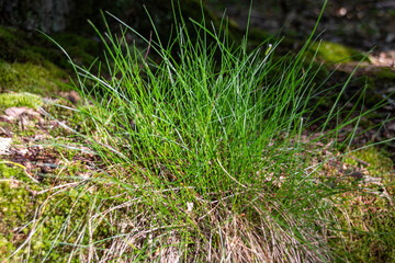 close up of green grass