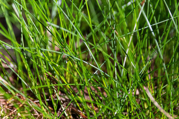 close up of green grass