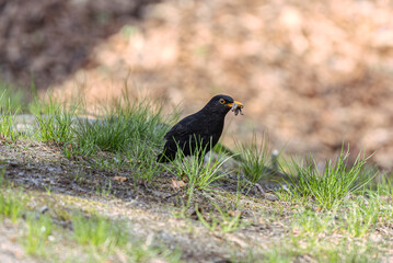 blackbird in the grass with prey in beak