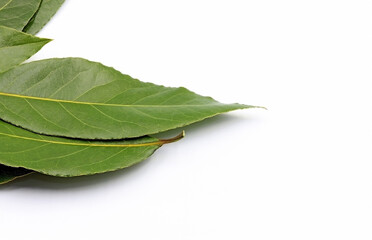 Bay leaves on white background. The bay is an evergreen tree with aromatic leaves