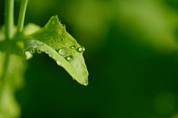 畑にも初夏が訪れた。澄み切った青空に向かって、ういういしい春の野菜たちがぐんぐん伸びていく。人混みとは無縁で、穏やかな、平和な世界がここにはある。早起きして畑の清々しい空気を胸いっぱいに吸いながら野菜たちと会話する。「おい、元気に育てよ。美味しく美味しくなあれ」と。