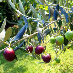 olive fruit growing on branch on olive tree