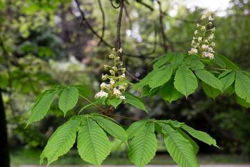White chestnut flowers on tree leaves background, selective focus.Spring blossoming chestnut tree flowers.