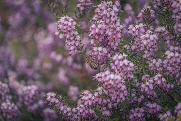 close up of lavender flowers