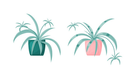 Fototapeta na wymiar Spider flower houseplants. Vector cartoon illustration. Isolated on white.