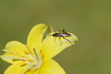 Female Hoplismenus bidentatus or the very similar Hoplismenus bispinatorius. Family ichneumon wasps, ichneumonids (Ichneumonidae). On yellow flower of Adder’s tongue (Erythronium dens-canis ‘Pagoda).