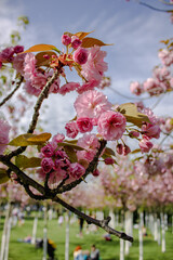 Blooming cherry in the garden