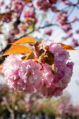Blooming cherry in the garden