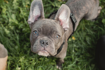 French bulldog portrait. French bulldog sits on green grass outdoors. Summer season.