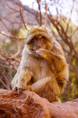 Portrait of monkey in Morocco