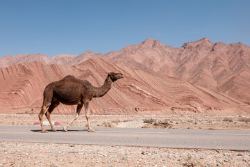 Camel on the road in Morocco