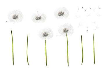 A collection of dandelion flower, seed heads, with individual stems, seeds, feathers and floating...