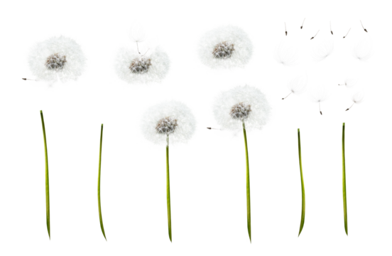 A collection of dandelion flower, seed heads, with individual stems, seeds, feathers and floating seed group elements isolated against a transparent background.