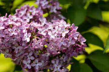 Fototapeta na wymiar Blossom lilac flowers in spring in garden. branch of Blossoming purple lilacs in spring. Blooming lilac bush. Blossoming purple and violet lilac flowers.