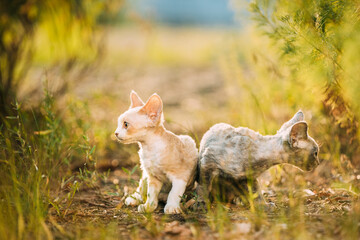 Funny Curious Young Red Ginger Devon Rex Kitten Turned Away In Green Grass. Short-haired Cat Of English Breed.