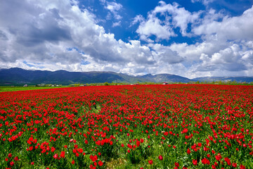 natural field of red tulips. naturally grown tulips.