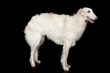Fototapeta na wymiar Russian greyhound borzoi dog posing staying for portrait in studio