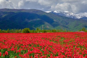 natural field of red tulips. naturally grown tulips.