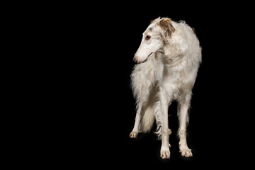 Russian greyhound borzoi dog posing staying for portrait in studio