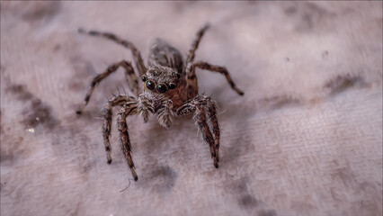 Jumping Spider (Salticidae) in Macro Mode