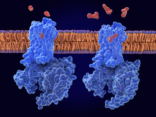 Morphine (left) and fentanyl bound to mu-opioid receptors. Fentanyl is 50-100 times more potent than morphine