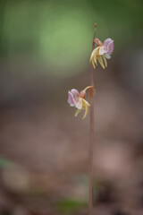 Beautiful very rare and endangered orchid the ghost orchid (Epipogium aphyllum)
blooming in the middle of a deciduous forest with a green background in Moravia, Czech Republic