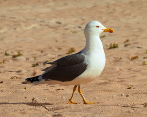 side view of a seagull bird on a sunny sandy beach