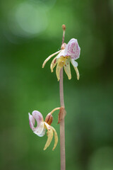 Beautiful very rare and endangered orchid the ghost orchid (Epipogium aphyllum)
blooming in the...