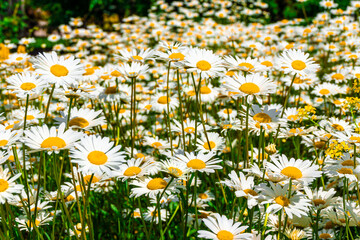 a flower meadow covered with daisies blooms under the rays of the summer sun, selective focus and close-up
