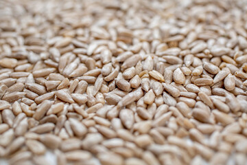 A pile of unroasted, cleaned sunflower seeds