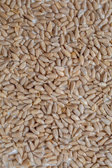 A pile of unroasted, cleaned sunflower seeds