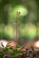 Beautiful very rare and endangered orchid the ghost orchid (Epipogium aphyllum)
blooming in the middle of a deciduous forest with a green background in Moravia, Czech Republic