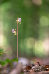 Beautiful very rare and endangered orchid the ghost orchid (Epipogium aphyllum)
blooming in the...