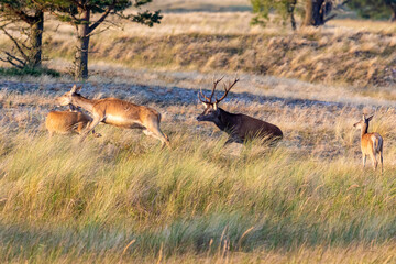 Hirschbrunft am Darsser Ort.