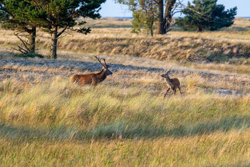 Hirschbrunft am Darsser Ort.