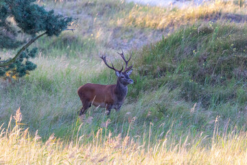 Hirschbrunft am Darsser Ort.
