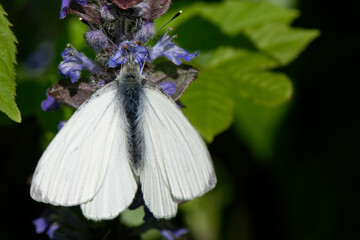 Piéride du navet - Pieris napi