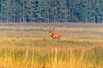 Hirschbrunft am Darsser Ort.