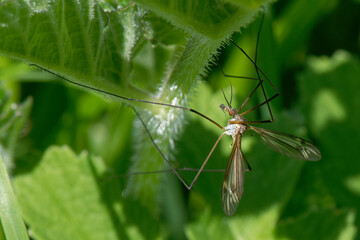 Tipula - tipule - cousin - bibet - faucheur - cayre - chièvre- diptères