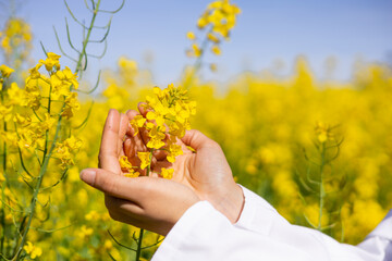 Crop protection and plant health. Close up hands of laboratory technician woman checking the growth...