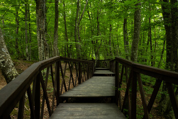 Obraz premium Forest stairs walk. A green dense summer forest without people. A journey to an unknown place. The concept of adventure, exploration. Wooden staircase for nature walks. A fabulous place. summer time