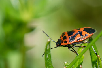 Punaise rouge du chou - Punaise ornée - Eurydema ornata