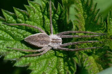 la Pisaure admirable - Pisaura mirabilis 