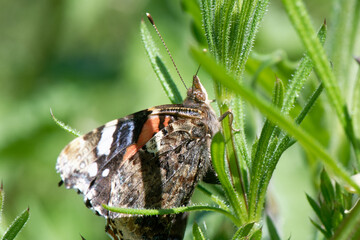 Vulcain - Vanessa atalanta - lépidoptères