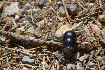  le Géotrupe des bois - Géotrupe forestier - Bousier commun - Anoplotrupes stercorosus
