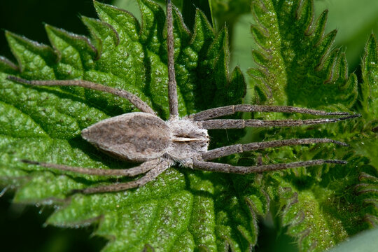 la Pisaure admirable - Pisaura mirabilis 