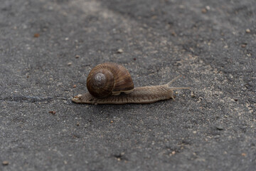 snail on the road