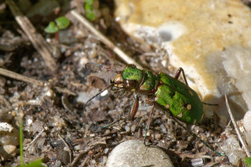 Cicindèle champêtre - Cicindela campestris 